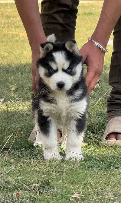 بنوته هاسكي puppy husky