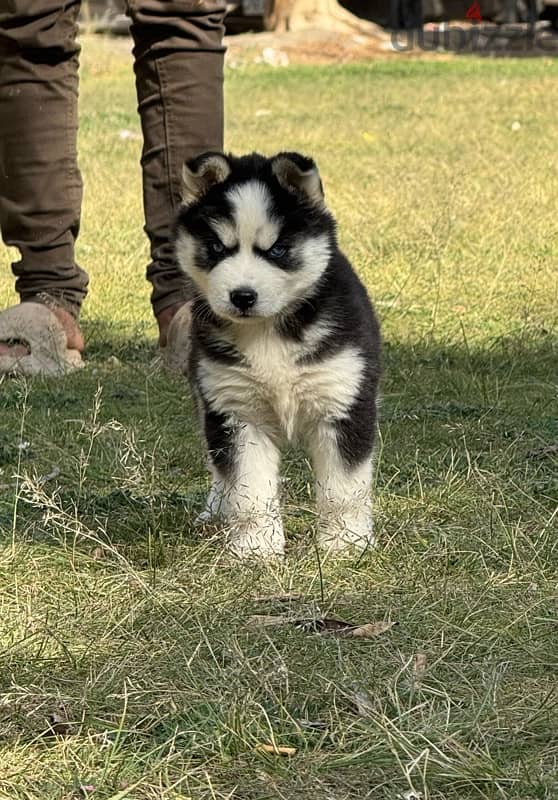 بنوته هاسكي puppy husky 1