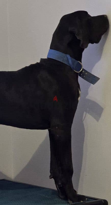 Great dane imported from Russia with FCI certificate and microchip 3