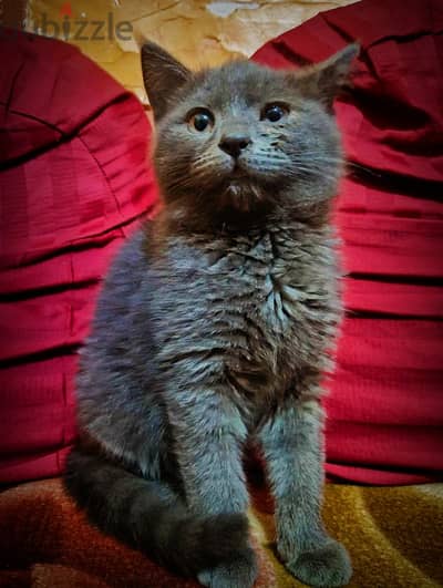 Russian Blue قطة روسي بلو