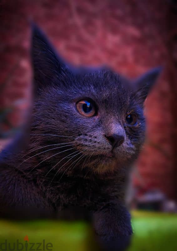 Russian Blue قطة روسي بلو 1