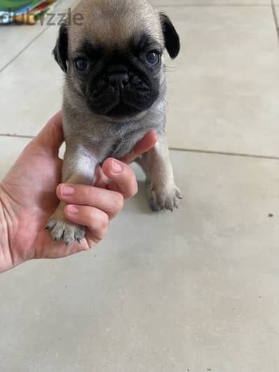 Pugs puppys