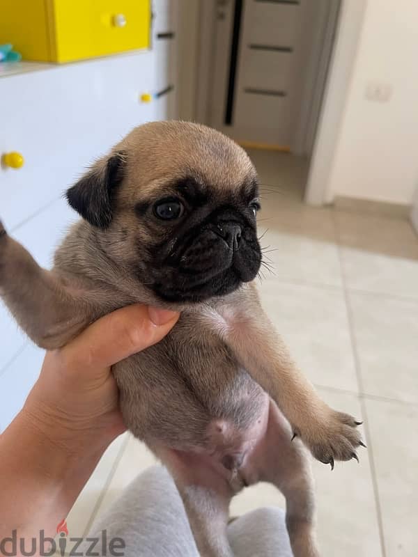 Pugs puppys 2