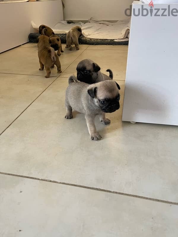 Pugs puppys 3