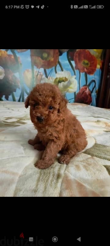 toy poodle puppies for sale