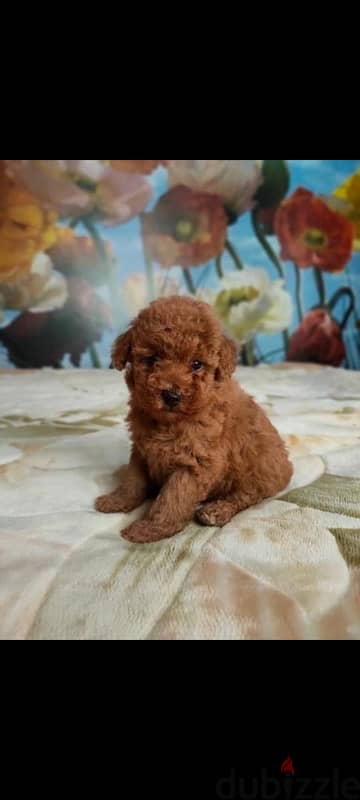 toy poodle puppies for sale 1