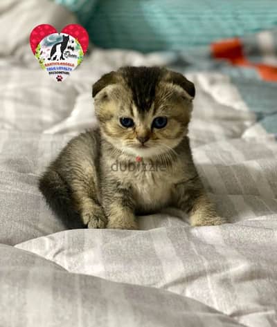 ذكر سكوتش فولد Scottish Fold