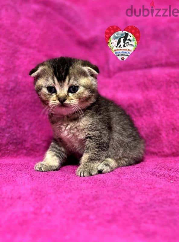 ذكر سكوتش فولد Scottish Fold 1