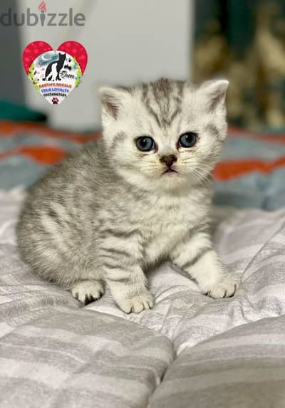 أنثى سكوتش سترايت Scottish Fold