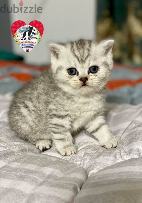 أنثى سكوتش سترايت Scottish Fold 0