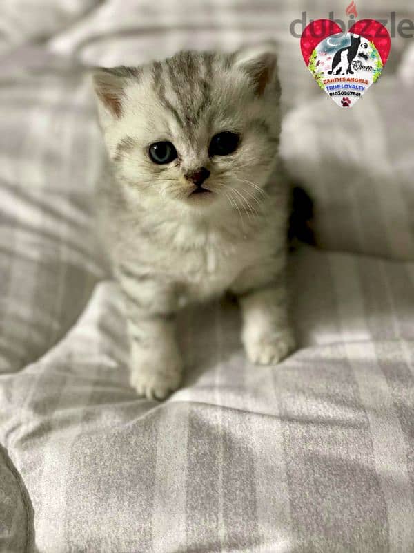 أنثى سكوتش سترايت Scottish Fold 1