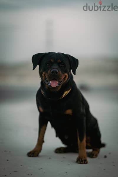 Rottweiler puppies for sale - كلب نتاية روت وايلر للبيع