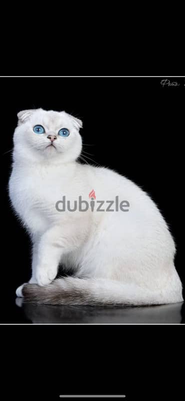 Scottish fold from Russia