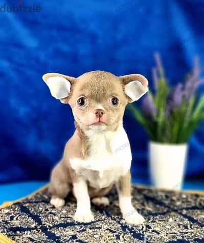 Lilac Chihuahua puppy female from Russia