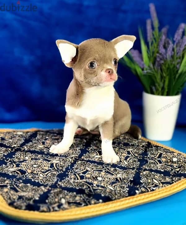 Lilac Chihuahua puppy female from Russia 1