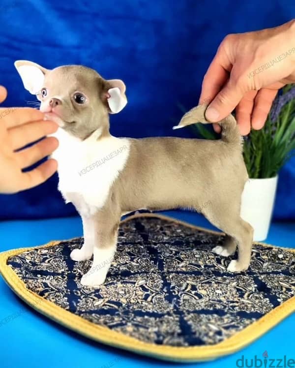 Lilac Chihuahua puppy female from Russia 3