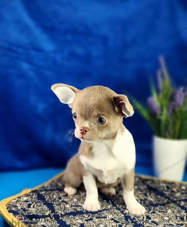 Lilac Chihuahua puppy female from Russia 4