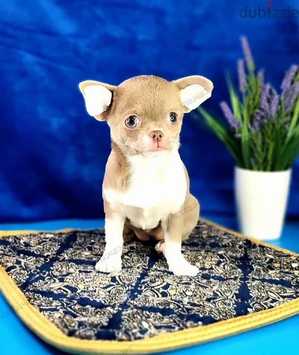 Lilac Chihuahua puppy female from Russia 5