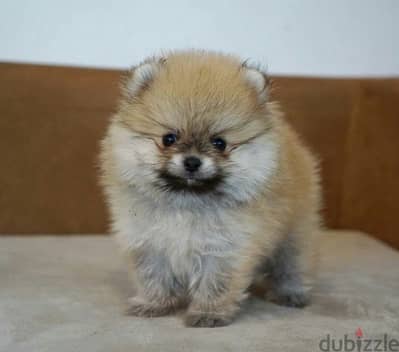 Mini Pomeranian puppy female from Russia