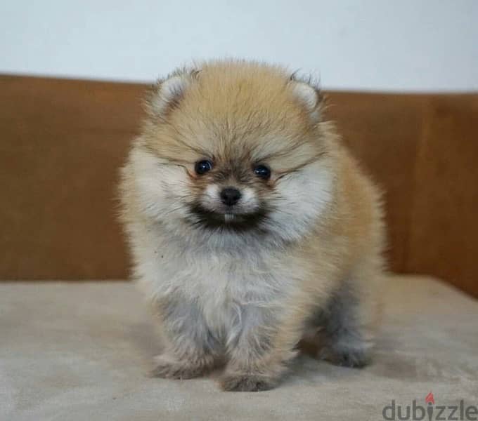 Mini Pomeranian puppy female from Russia 0