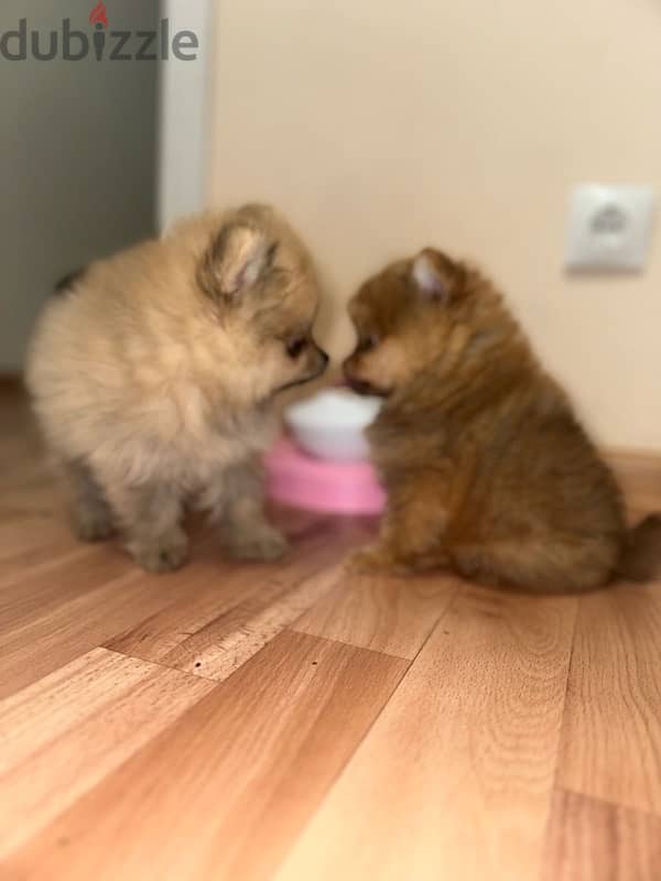 Mini Pomeranian puppy female from Russia 1