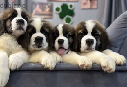 Saint Bernard puppies boys from Russia