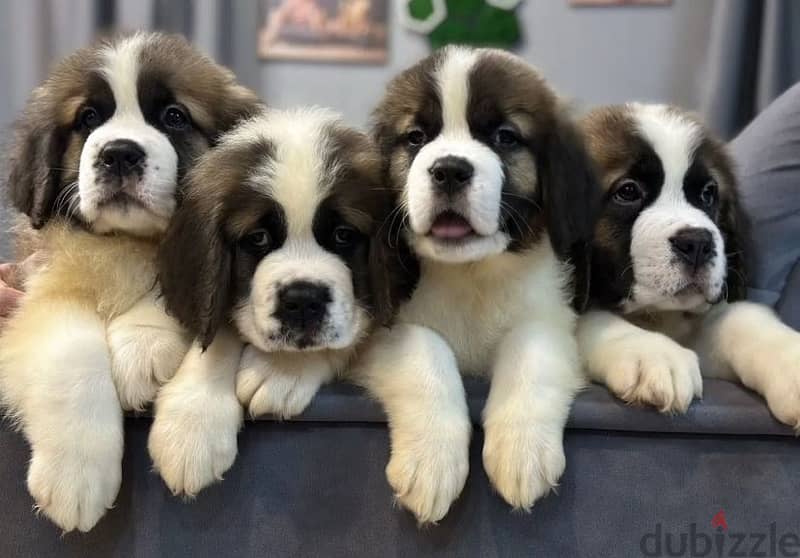 Saint Bernard puppies boys from Russia 1