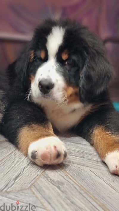 Bernese mountain puppy boy from Russia