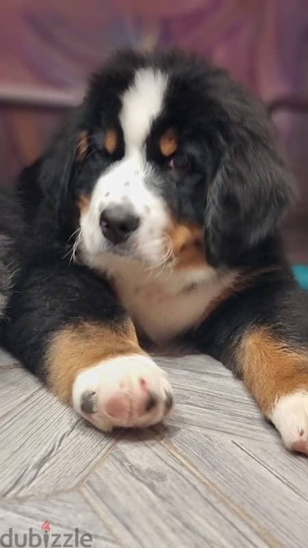 Bernese mountain puppy boy from Russia 0