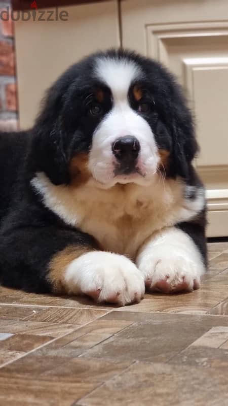 Bernese mountain puppy boy from Russia 1