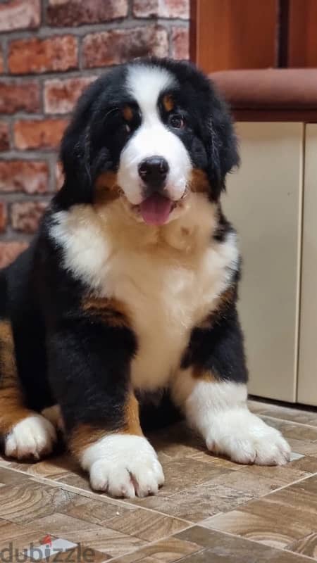 Bernese mountain puppy boy from Russia 4