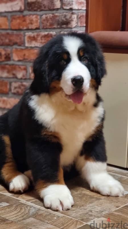 Bernese mountain puppy boy from Russia 3