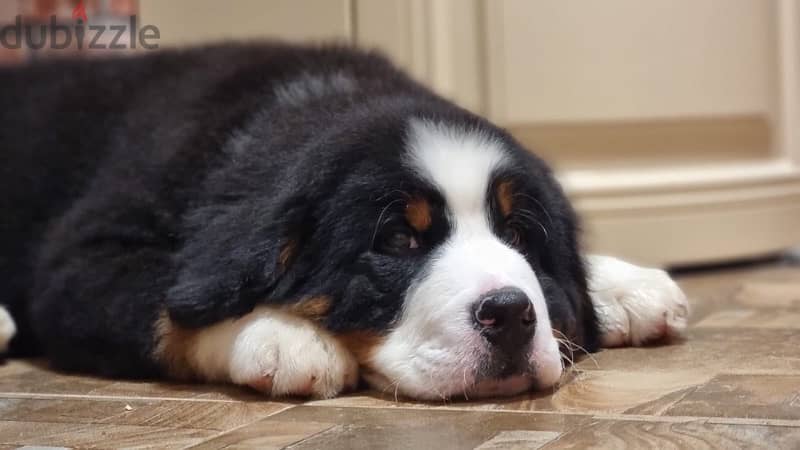 Bernese mountain puppy boy from Russia 6