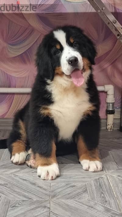 Bernese mountain puppy boy from Russia