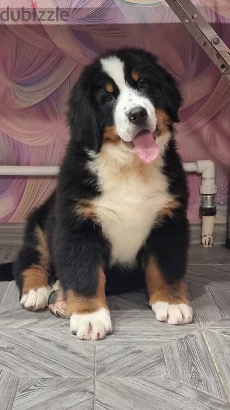 Bernese mountain puppy boy from Russia 5