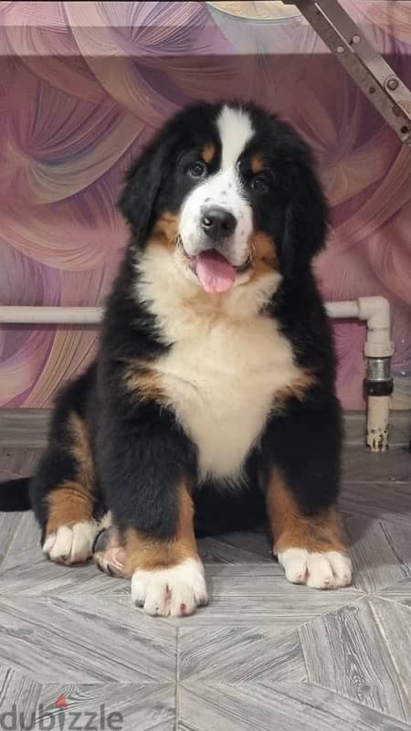 Bernese mountain puppy boy from Russia 1