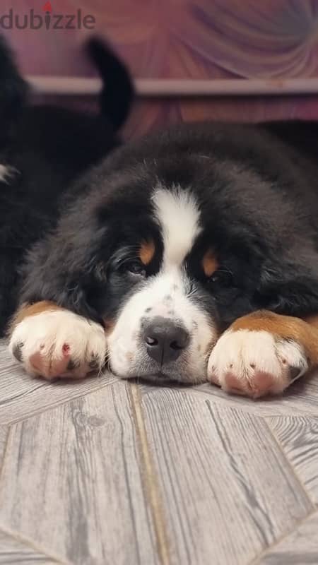 Bernese mountain puppy boy from Russia 7