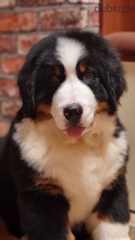 Bernese mountain puppy boy from Russia 8