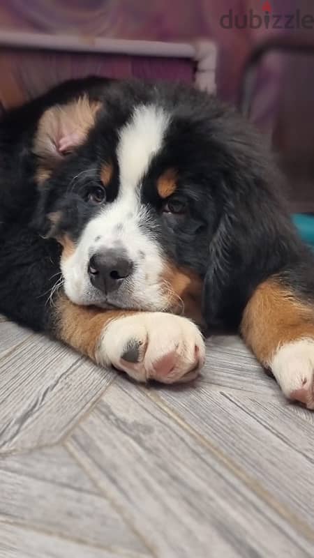 Bernese mountain puppy boy from Russia 9