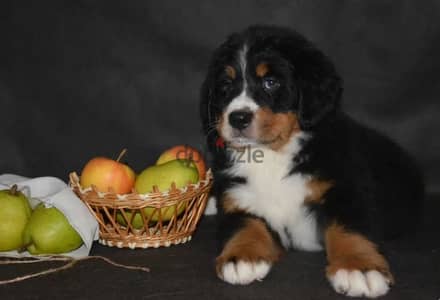 Bernese mountain dog female from Russia