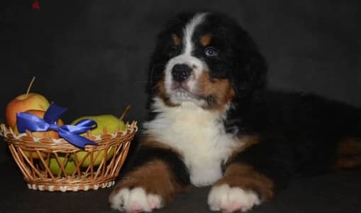 Bernese mountain dog female from Russia