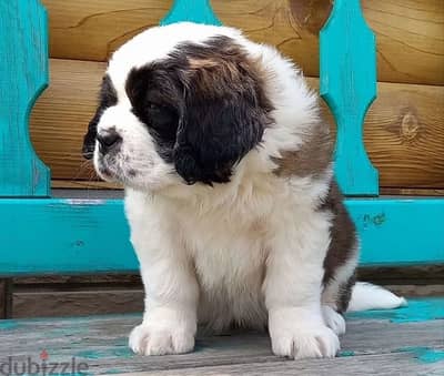 Saint Bernard females from Russia