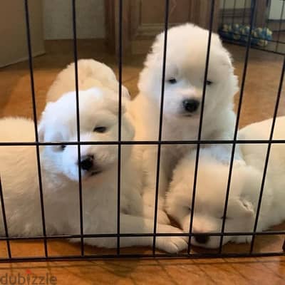 samoyed سامويد