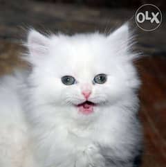 قطه بيضه عيون زرقاء شيرازي 0