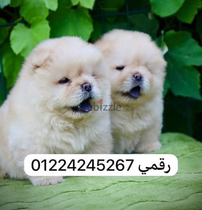 chow chow puppy