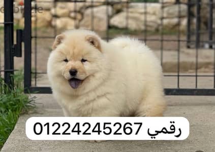 chow chow