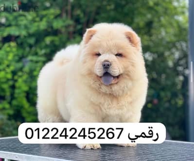 chow chow 50 days