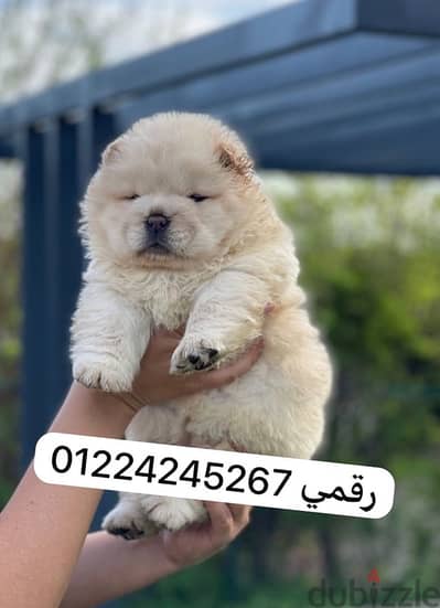 chow chow pupy