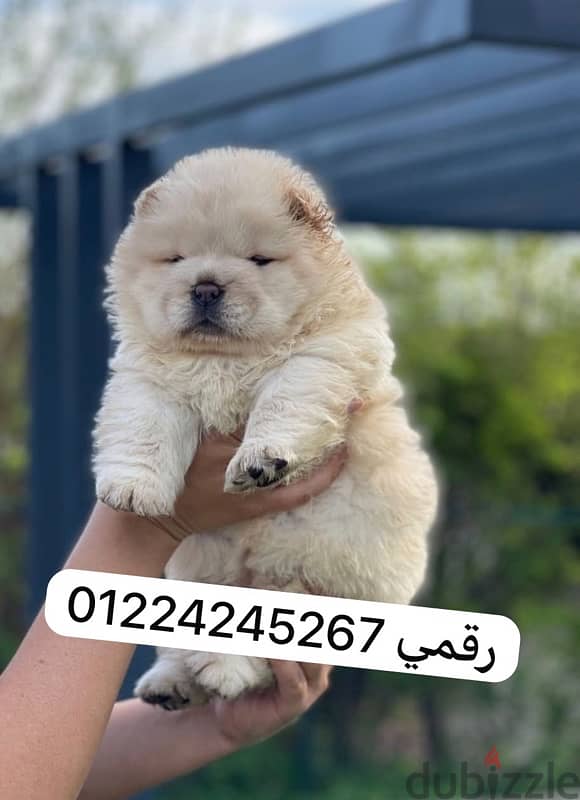 chow chow pupy 0