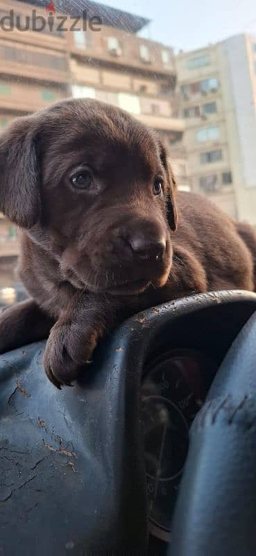 chocolate labrador puppies